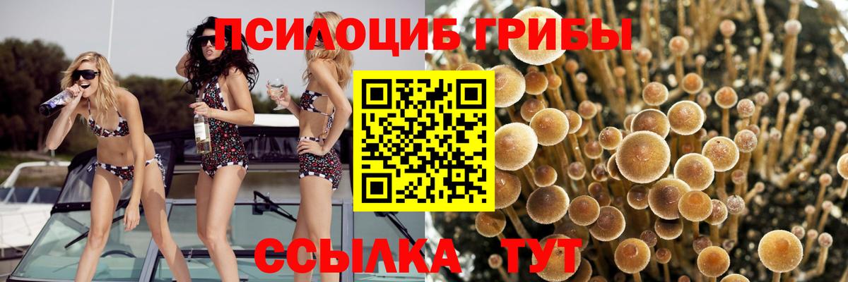 где купить   Вход с VPN  Новый Уренгой  Псилоцибиновые грибы MAGIC MUSHROOMS 